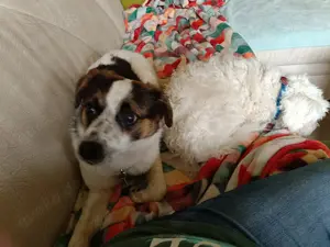 Lilly möchte endlich ein Zuhause für immer