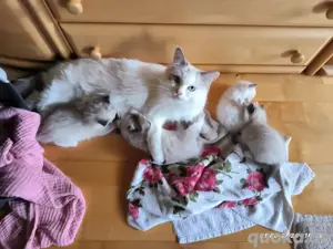 Ragdoll Kitten, Babykatzen 