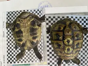 Landschildkröten mit Cites Papieren