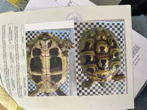 Landschildkröten mit Cites Papieren Bild 3