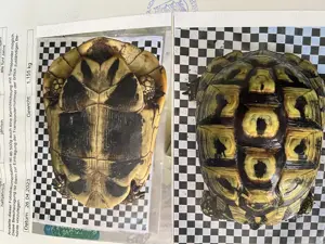 Landschildkröten mit Cites Papieren Bild 7