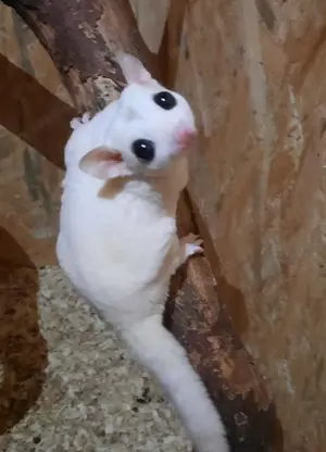 Sugar Glider Zuchtpaar *Rarität* Sonderfarbe mit Abstammung und TPG Registrierung 
