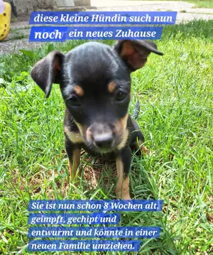 Prager Rattler-Terrier mix Welpen 