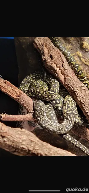 Diamantpython Morelia spilota spilota 