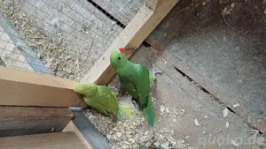 Halsbandsittiche 