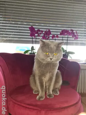 Deckkater  BKH erfahren mit Stammbaum!