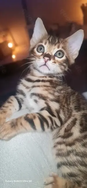 Wunderschöne Bengalkitten mit liebevollem Wesen suchen ihr nues Zuhause 