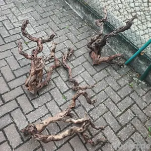 Weinreben Terrarium Aquarium Wurzel Spiderwood Driftwood Moorwurzel Mangrove 