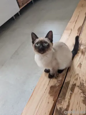 Siam Kitten 
