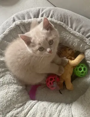 Bkh kitten 2 süße Kater 