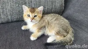 Bkh katzen