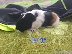 Meerschweinchen 