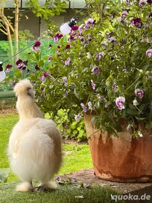 Seidenhuhn Hahn ende Februar 
