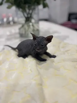 Don Sphynx Junge 