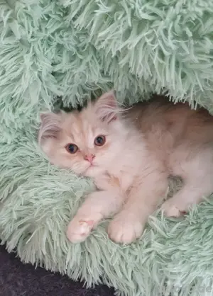 Ich darf ausziehen - Perser Kind sucht Kuschelplatz 