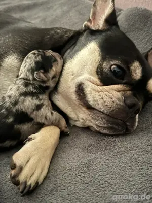 Französische Bulldoggen Welpen Top gesunde verpaarung 