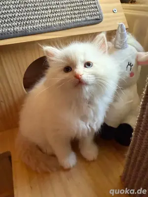 Ragdoll Neva Masquarade Kitten