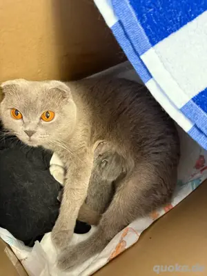 katzenbaby bkh mix