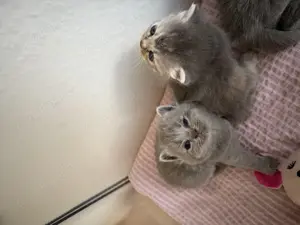 Bkh Katzenbaby