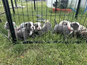 Old English Bulldog Welpen