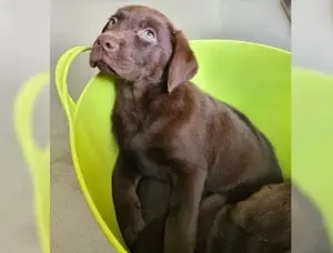 Labrador Retriever welpen mit Ahnentafel!! Bild 8