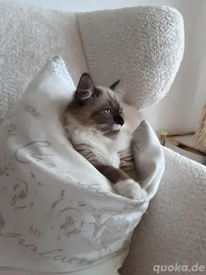 ragdoll Mädchen 