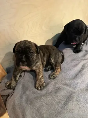 Englische Bulldogge Cane Corso Mix
