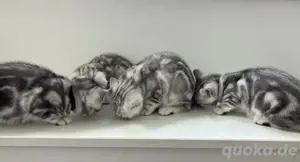Bkh Kitten Britsch Kurzhaar black silver tabby Whiskas Katze