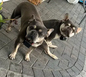 Französisches Bulldoggen Pärchen
