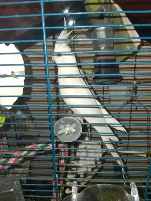 Albino Hahn nymphensittich 