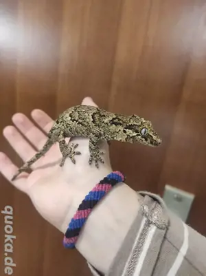 Höckerkopfgecko Weibchen