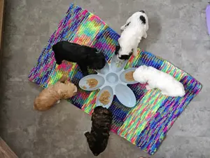 Maltipoo Welpen - liebevoll aufgezogen und bestens sozialisiert  Bild 2