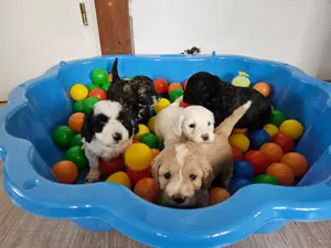 Maltipoo Welpen - liebevoll aufgezogen und bestens sozialisiert  Bild 1
