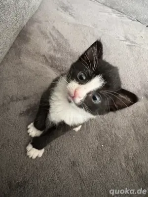 1 Bombay Kitten Junge 