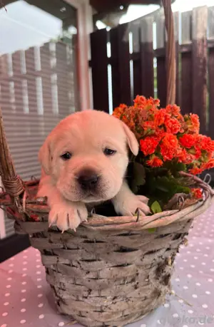 Welpe Labrador 