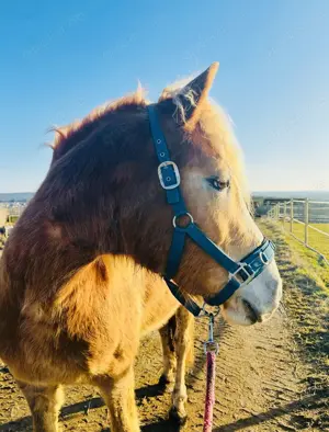 Biete Pflegebeteiligung Reitbeteiligung Haflinger zu vergeben Erlangen