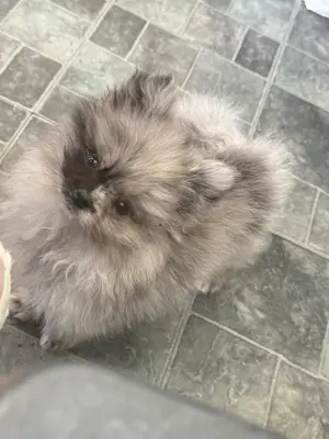 Zwergspitz Pomeranian