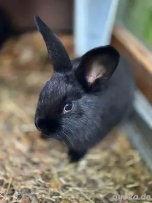 Handzahme Mix Kaninchen Babys | Mittelgroß ca.4kg | Abgabebereit Bild 7
