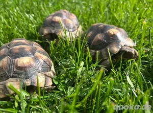 Breitrand Schildkröte testudo marginata Nachzucht 2022
