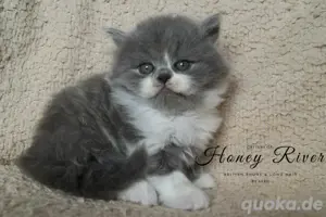 BKH BLH kitten mit Stammbaum