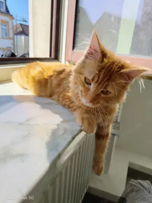 Tolles Maine Coon Mädchen