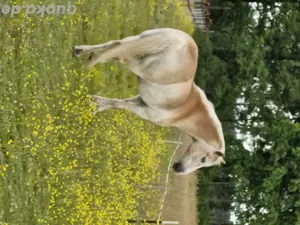 Haflinger Wallach sucht Endplatz 