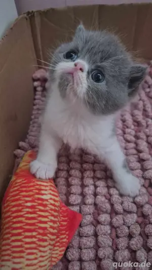 Exotic Shorthair Kitten 