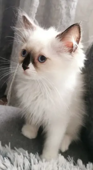 Ragdoll Kitten mit Stammbaum  ab sofort ab sofort 