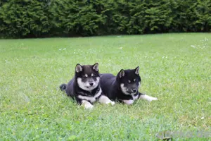 Reinrassige Shiba inu Welpen 