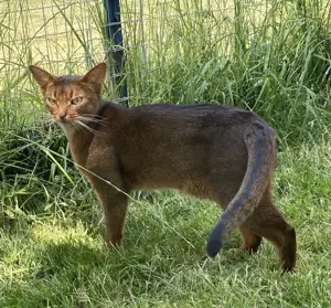 Wildfarbene Schönheit