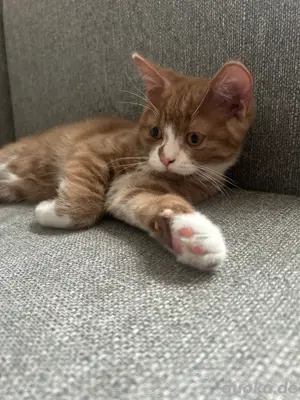 BKH Kitten 1 Junge 
