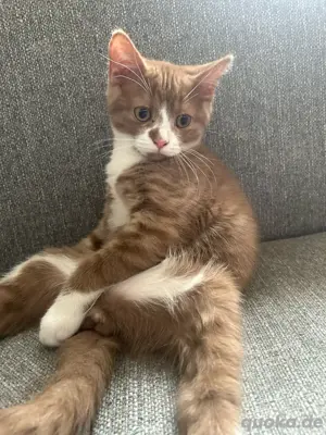 BKH Kitten 1 Junge 