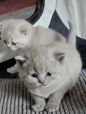 BKH Kitten reinrassig und zuckersüß