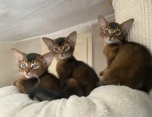 Traumhafte  Katerchen 